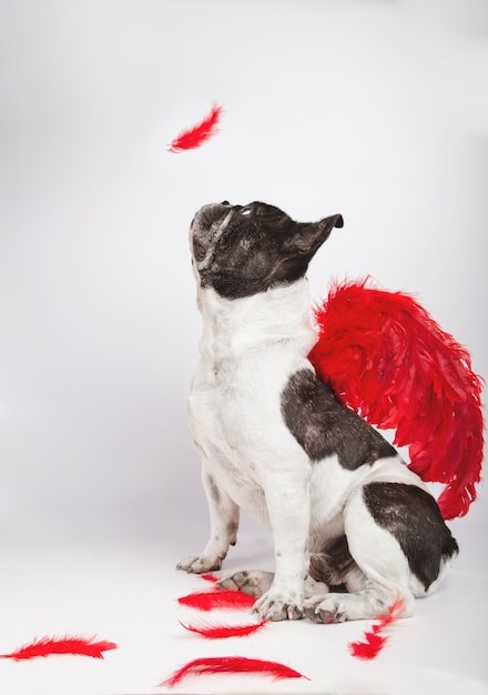 beautiful-french-bulldog-sitting