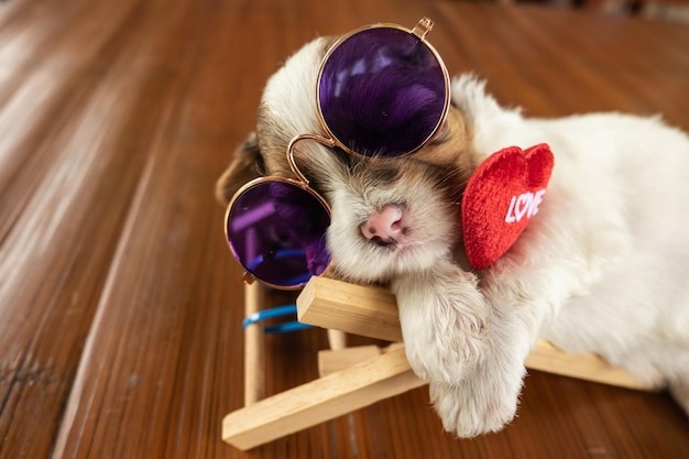 high-angle-view-dog_1048944-1971